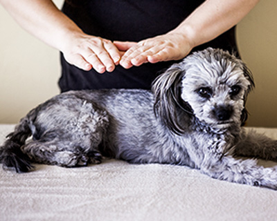 Reiki für Tiere